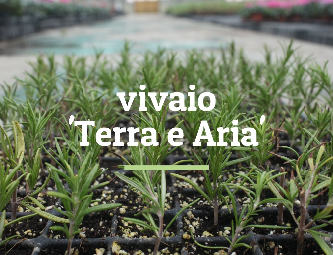 immagine_testata_vivaio_terra_e_aria_mobile_prova1a
